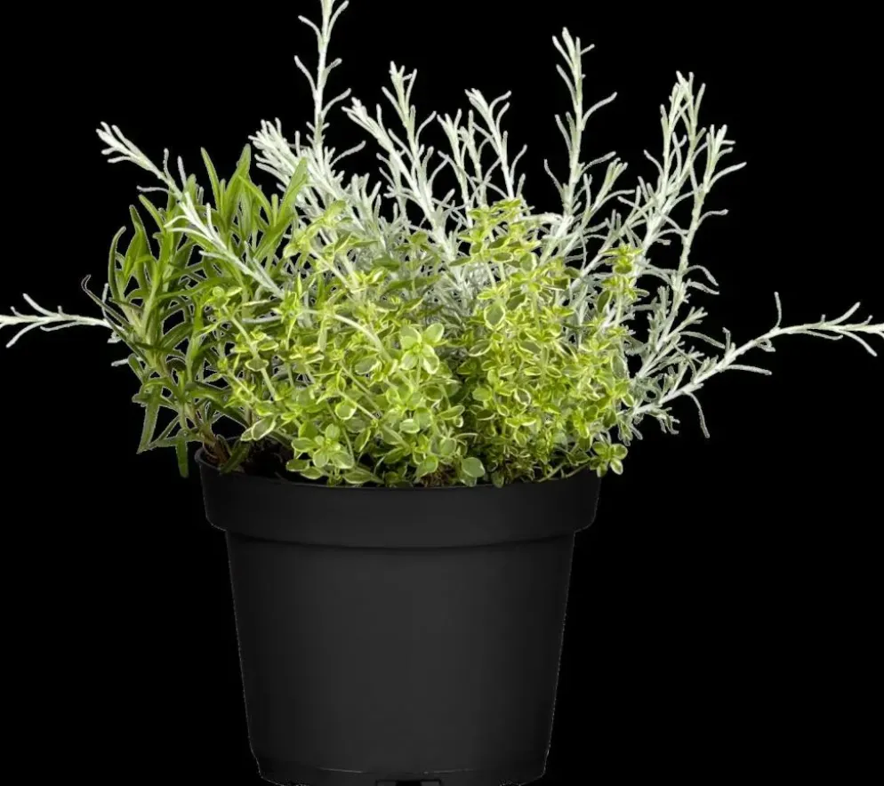 Rosmarinus officinalis 'Prostratus' (Kruip rozemarijn) ø14 cm