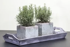 Rosmarinus officinalis 'Prostratus' (Kruip rozemarijn) ø14 cm