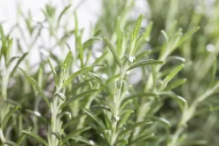 Rosmarinus officinalis 'Prostratus' (Kruip rozemarijn) ø14 cm