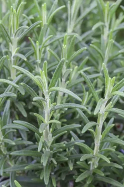 Rosmarinus officinalis 'Prostratus' (Kruip rozemarijn) ø14 cm
