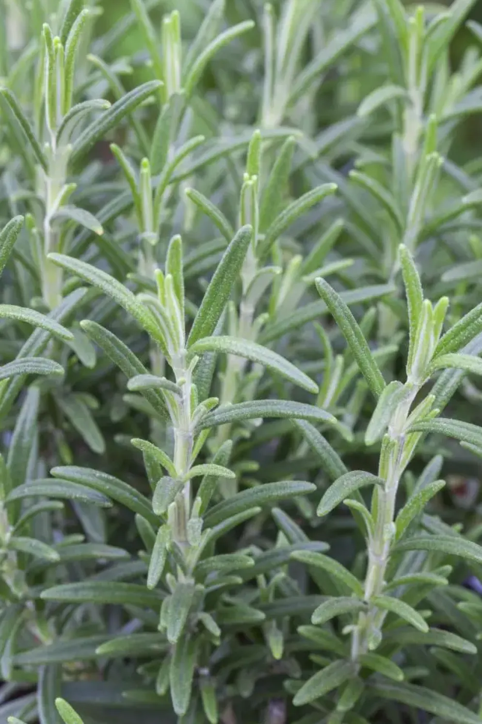 Rosmarinus officinalis 'Prostratus' (Kruip rozemarijn) ø14 cm