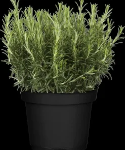 Rosmarinus officinalis 'Prostratus' (Kruip rozemarijn) ø14 cm