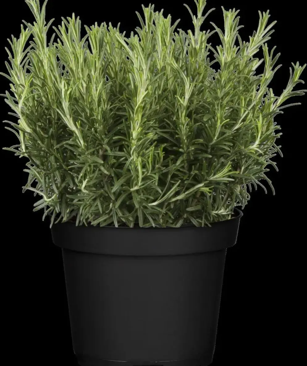 Rosmarinus officinalis 'Prostratus' (Kruip rozemarijn) ø14 cm