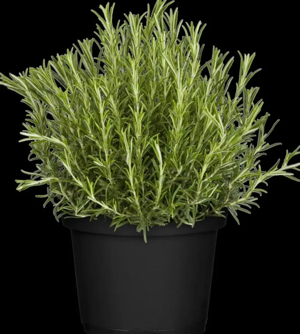 Rosmarinus officinalis 'Prostratus' (Kruip rozemarijn) ø14 cm