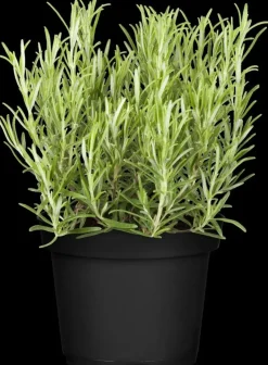 Rosmarinus officinalis 'Prostratus' (Kruip rozemarijn) ø14 cm