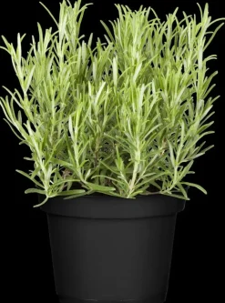 Rosmarinus officinalis 'Prostratus' (Kruip rozemarijn) ø14 cm