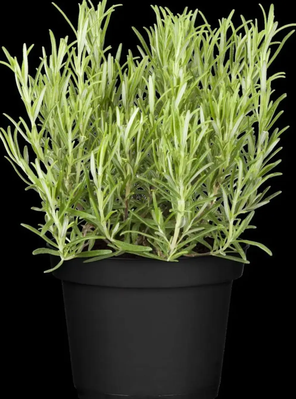 Rosmarinus officinalis 'Prostratus' (Kruip rozemarijn) ø14 cm