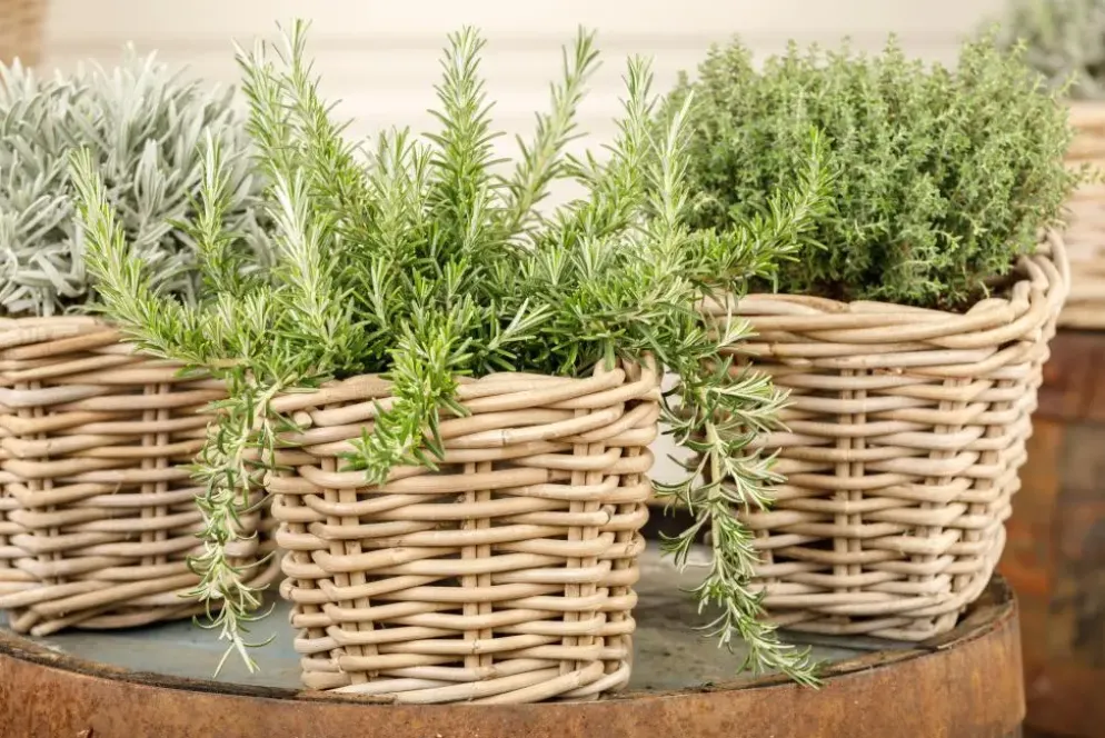 Rosmarinus officinalis 'Prostratus' (Kruip rozemarijn) ø14 cm