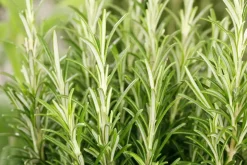 Rosmarinus officinalis 'Prostratus' (Kruip rozemarijn) ø14 cm