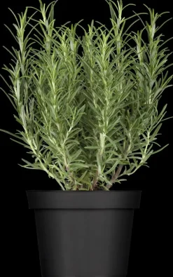 Rosmarinus officinalis 'Prostratus' (Kruip rozemarijn) ø14 cm