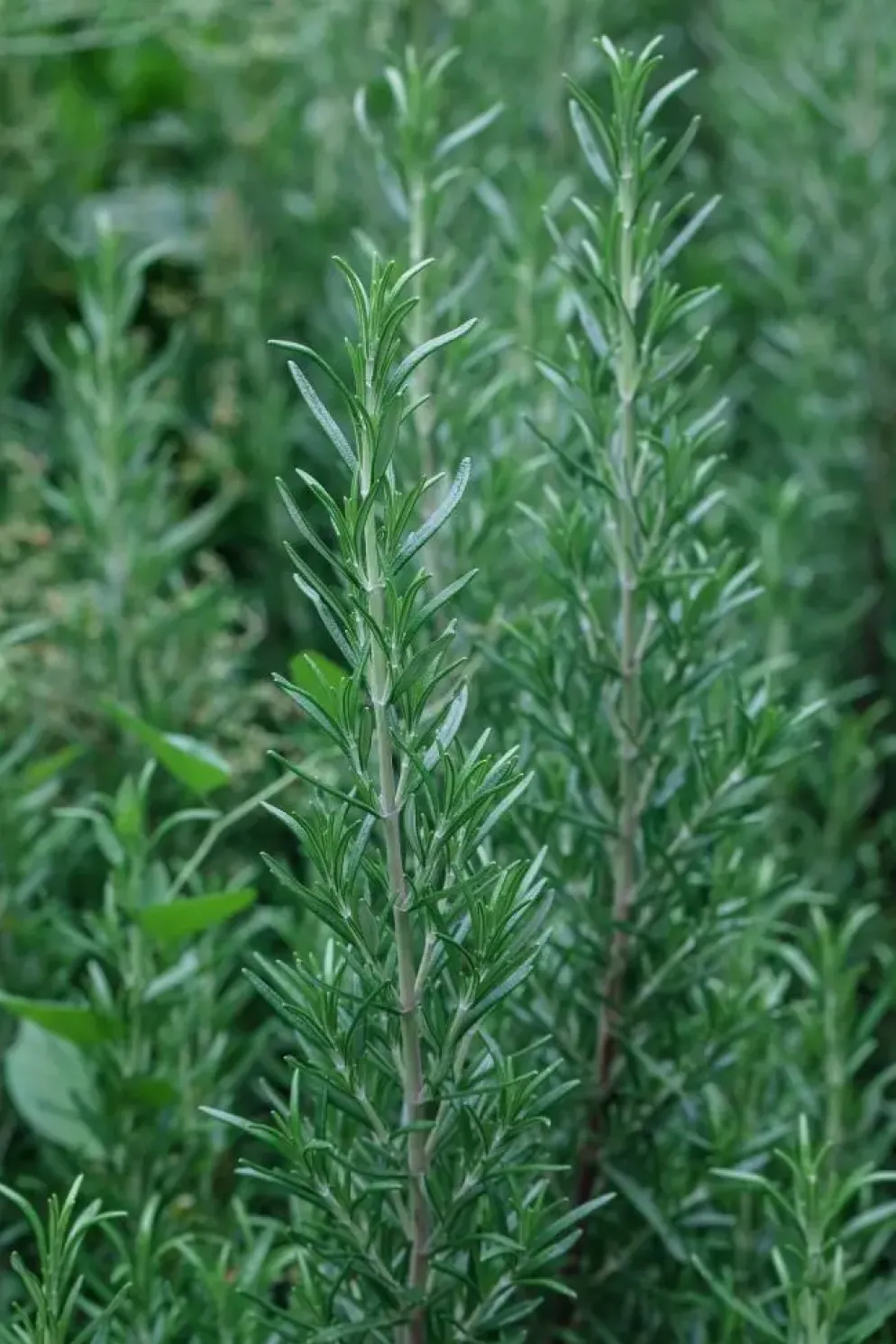 Rosmarinus officinalis 'Prostratus' (Kruip rozemarijn) ø14 cm