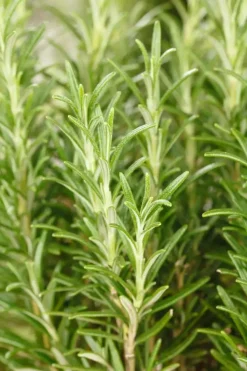Rosmarinus officinalis 'Prostratus' (Kruip rozemarijn) ø14 cm
