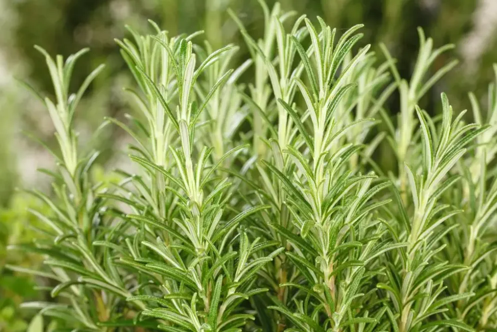 Rosmarinus officinalis 'Prostratus' (Kruip rozemarijn) ø14 cm
