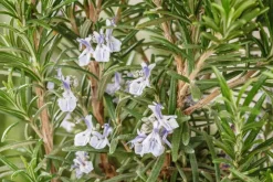 Rosmarinus officinalis 'Prostratus' (Kruip rozemarijn) ø14 cm