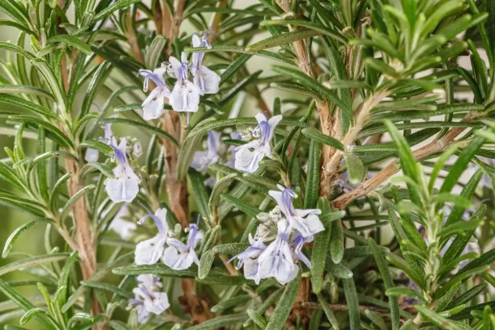 Rosmarinus officinalis 'Prostratus' (Kruip rozemarijn) ø14 cm