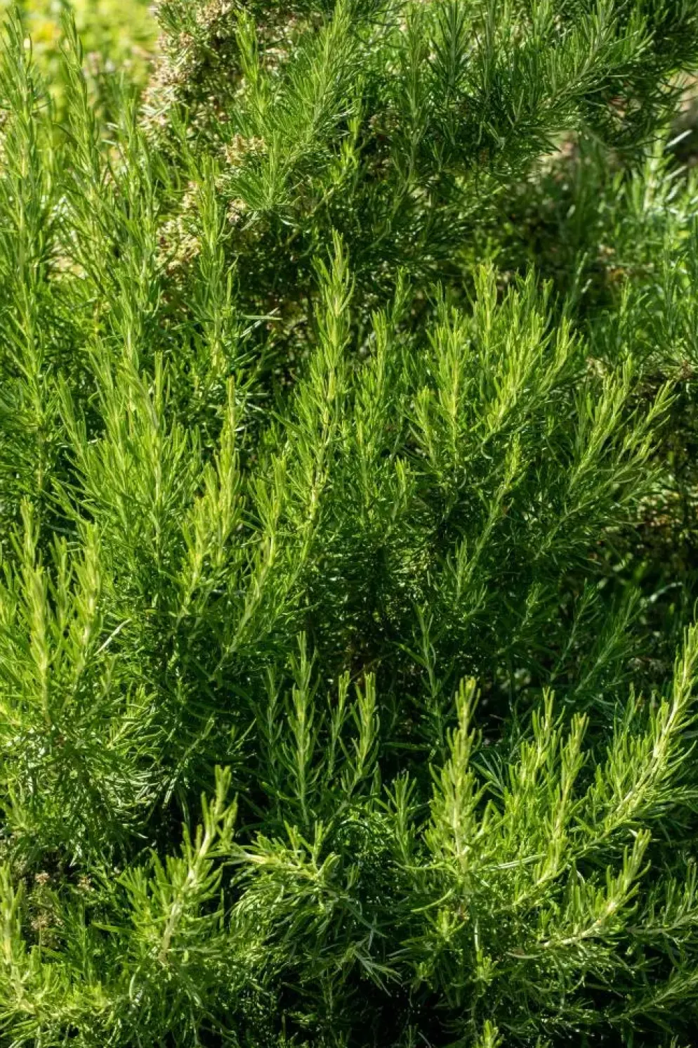 Rosmarinus officinalis 'Prostratus' (Kruip rozemarijn) ø14 cm