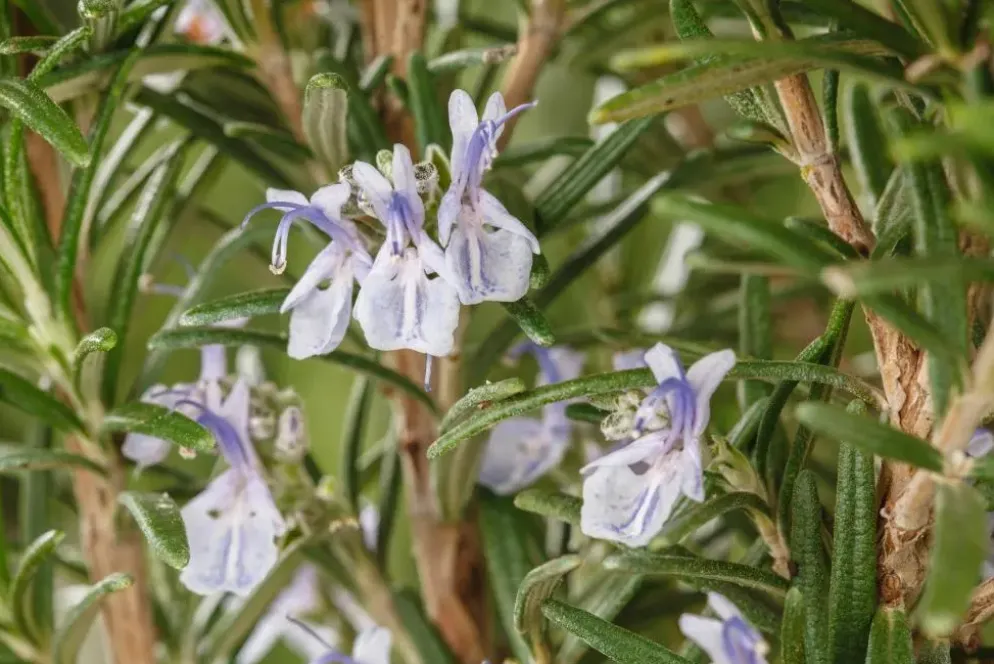 Rosmarinus officinalis 'Prostratus' (Kruip rozemarijn) ø14 cm