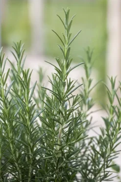 Rosmarinus officinalis 'Prostratus' (Kruip rozemarijn) ø14 cm
