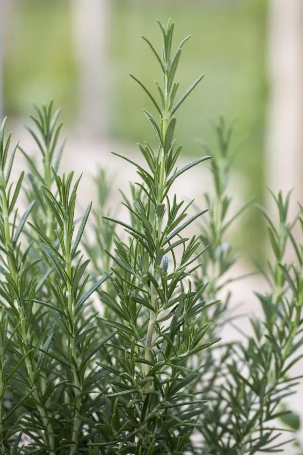 Rosmarinus officinalis 'Prostratus' (Kruip rozemarijn) ø14 cm