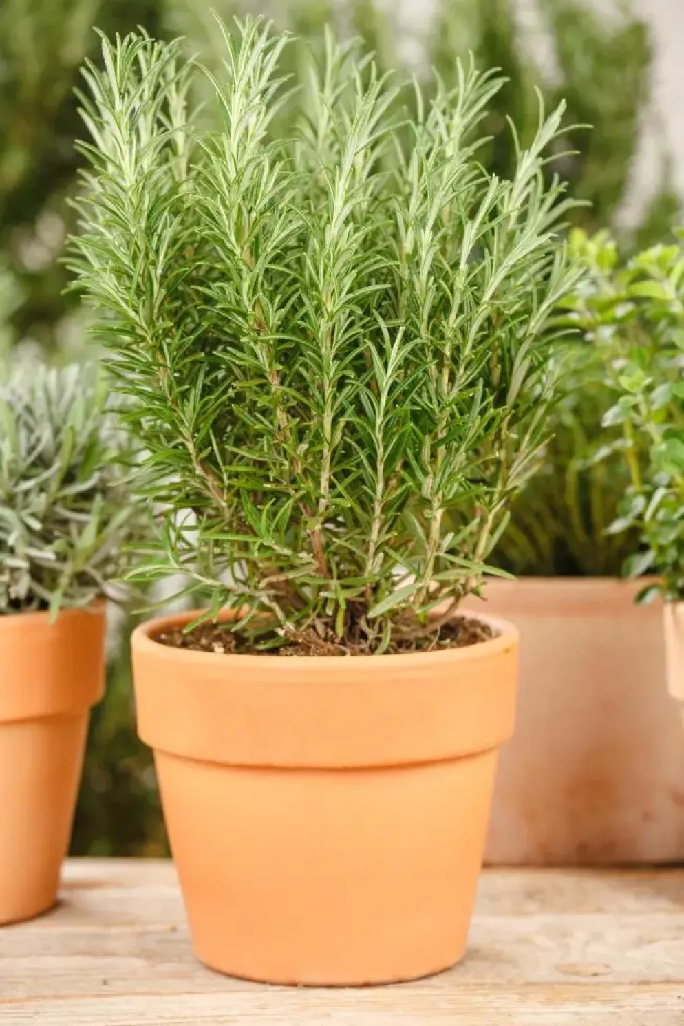 Rosmarinus officinalis 'Prostratus' (Kruip rozemarijn) ø14 cm