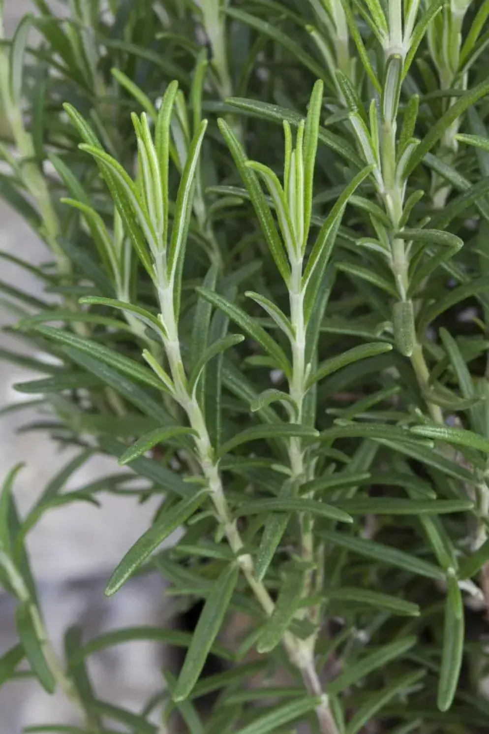 Rosmarinus officinalis 'Prostratus' (Kruip rozemarijn) ø14 cm