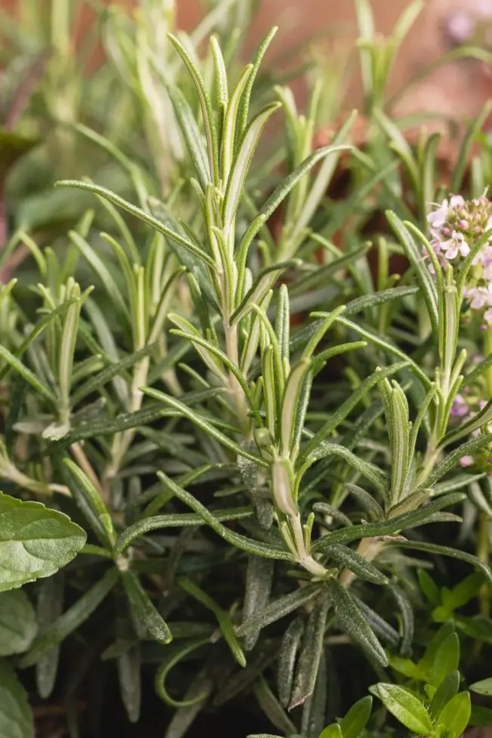 Rosmarinus officinalis 'Prostratus' (Kruip rozemarijn) ø14 cm