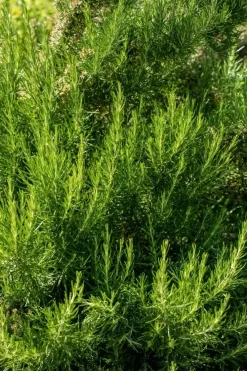 Rosmarinus officinalis 'Prostratus' (Kruip rozemarijn) ø14 cm