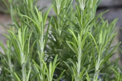 Rosmarinus officinalis 'Prostratus' (Kruip rozemarijn) ø14 cm