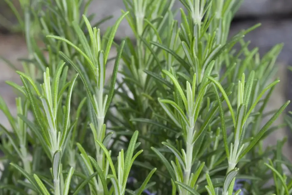 Rosmarinus officinalis 'Prostratus' (Kruip rozemarijn) ø14 cm