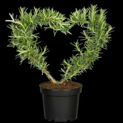 Rosmarinus officinalis 'Prostratus' (Kruip rozemarijn) ø14 cm