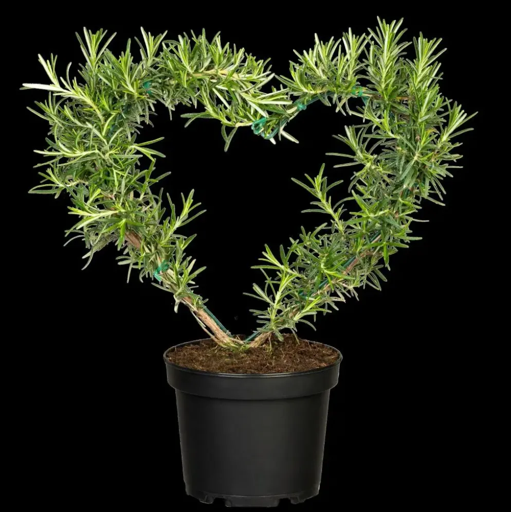 Rosmarinus officinalis 'Prostratus' (Kruip rozemarijn) ø14 cm