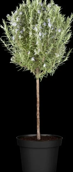 Rosmarinus officinalis (Rozemarijn) ø14 cm