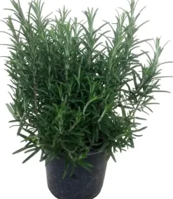 Rosmarinus officinalis (Rozemarijn) ø14 cm
