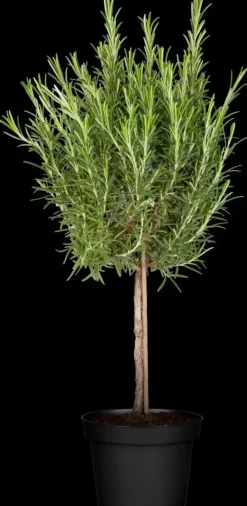 Rosmarinus officinalis (Rozemarijn) ø14 cm
