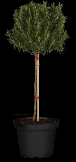 Rosmarinus officinalis (Rozemarijn) ø14 cm