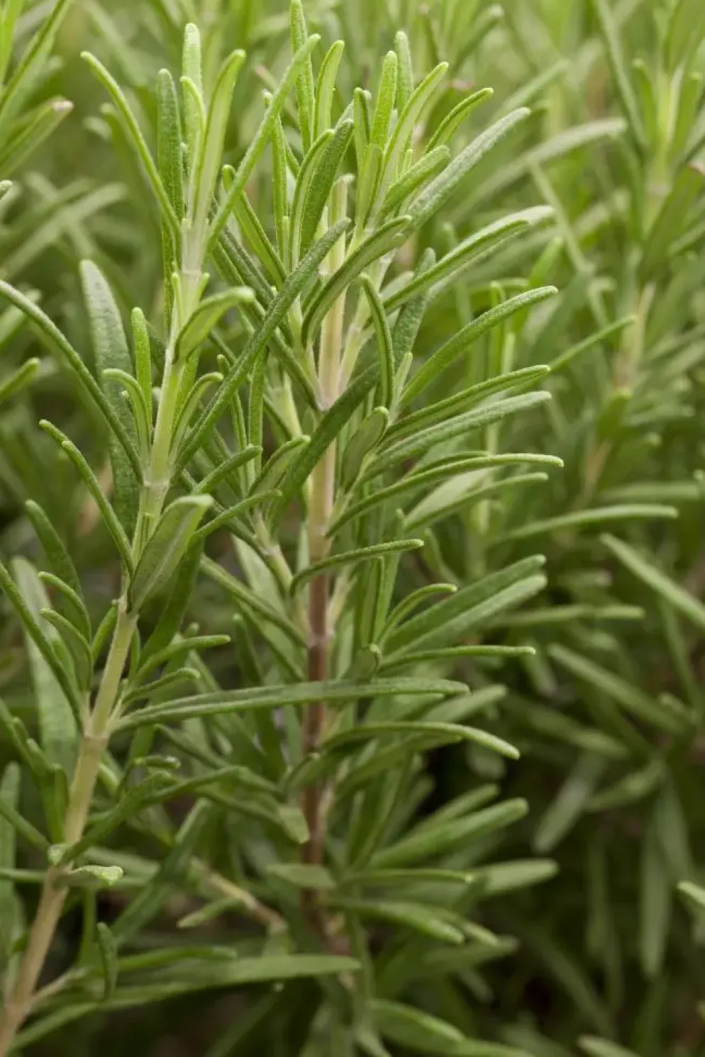 Rosmarinus officinalis (Rozemarijn)