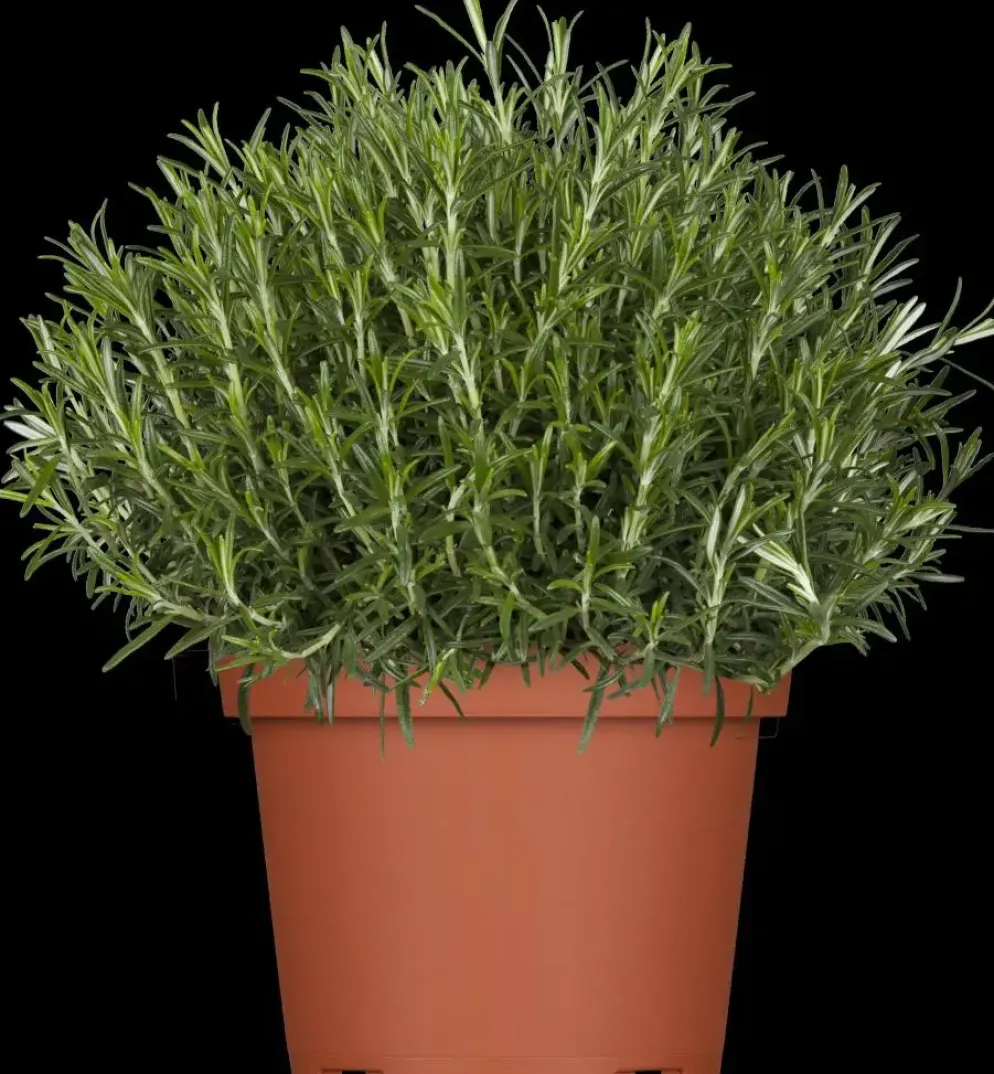 Rosmarinus officinalis (Rozemarijn)