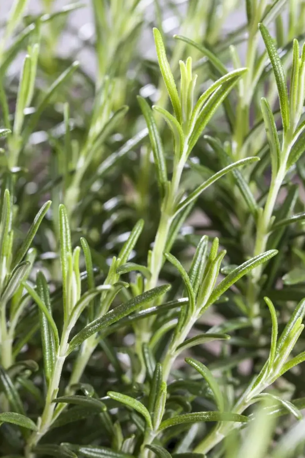 Rosmarinus officinalis (Rozemarijn)
