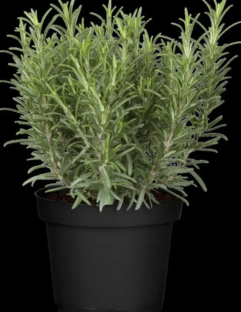 Rosmarinus officinalis (Rozemarijn)