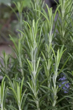 Rosmarinus officinalis (Rozemarijn)