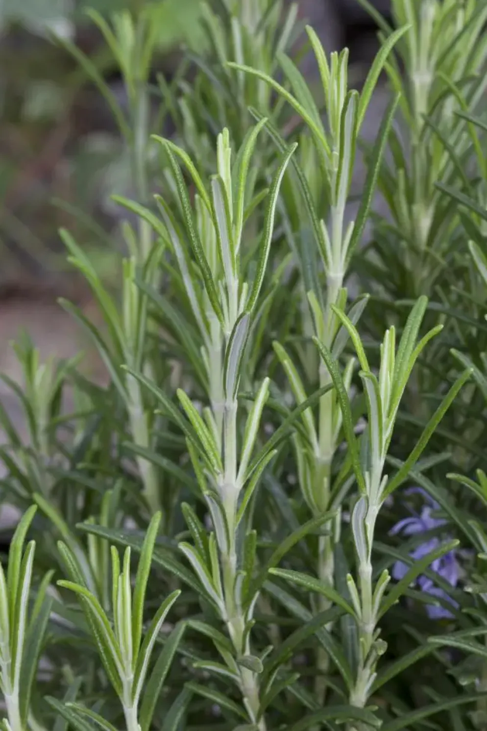 Rosmarinus officinalis (Rozemarijn)