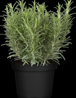 Rosmarinus officinalis (Rozemarijn)