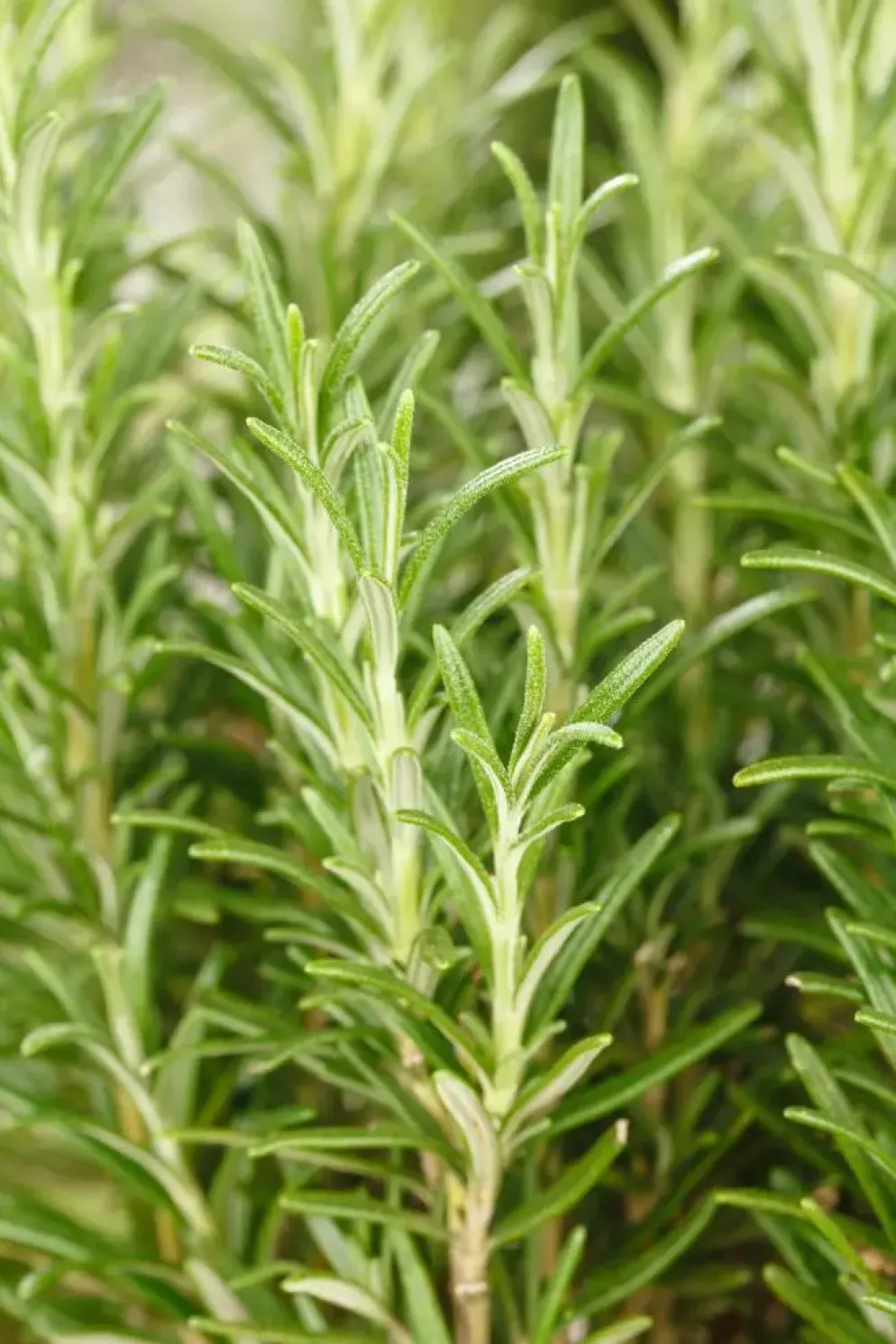 Rosmarinus officinalis (Rozemarijn)