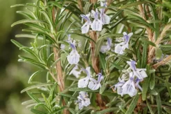 Rosmarinus officinalis (Rozemarijn)