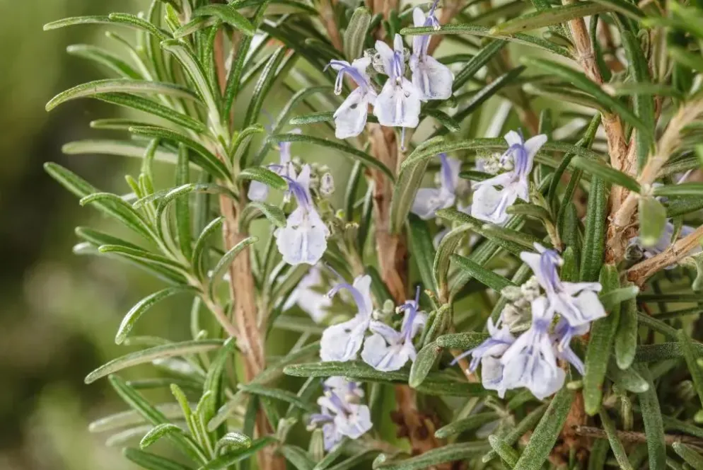 Rosmarinus officinalis (Rozemarijn)