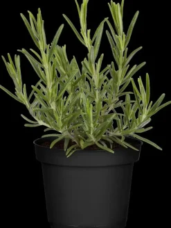 Rosmarinus officinalis (Rozemarijn)