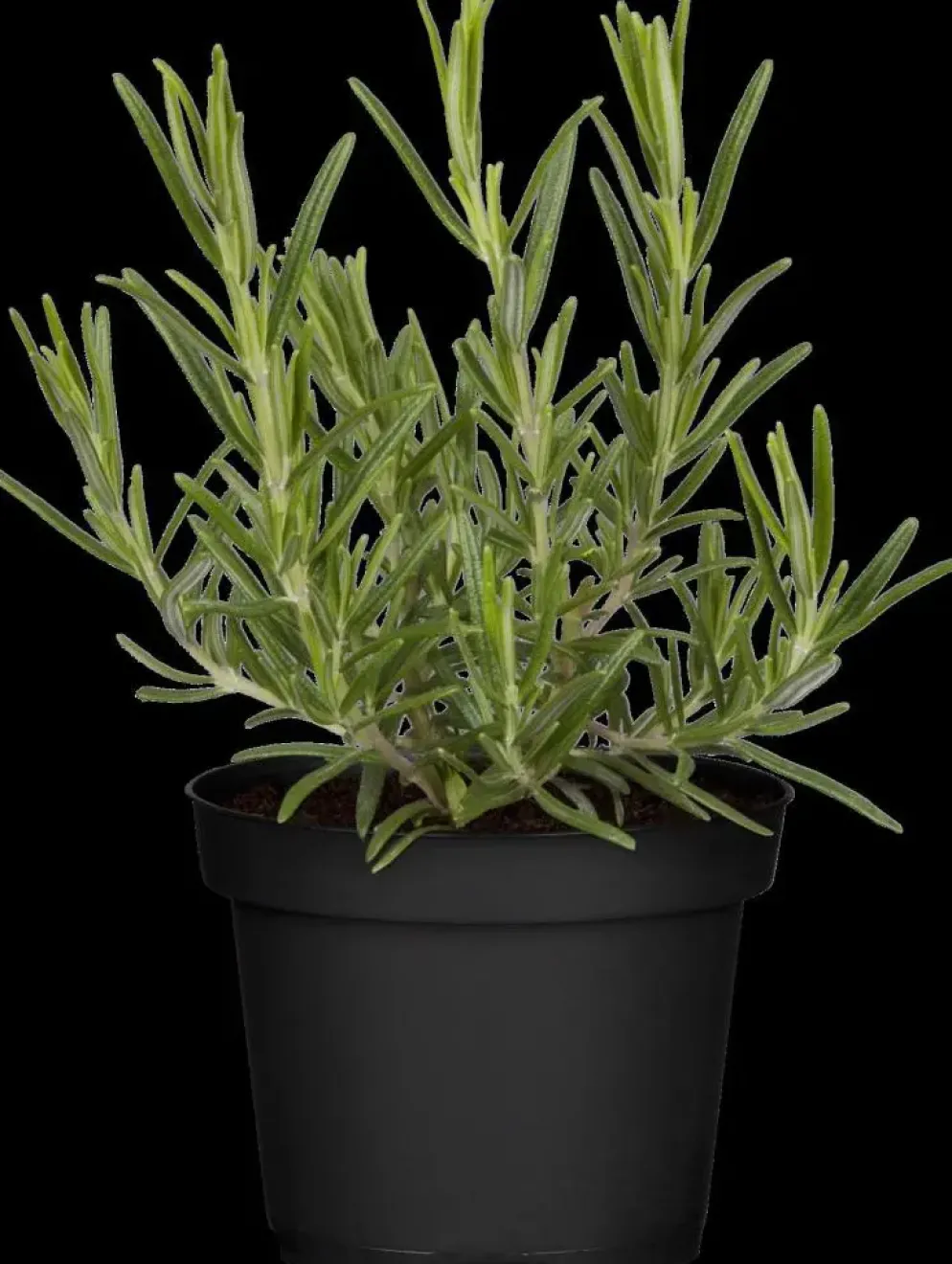 Rosmarinus officinalis (Rozemarijn)