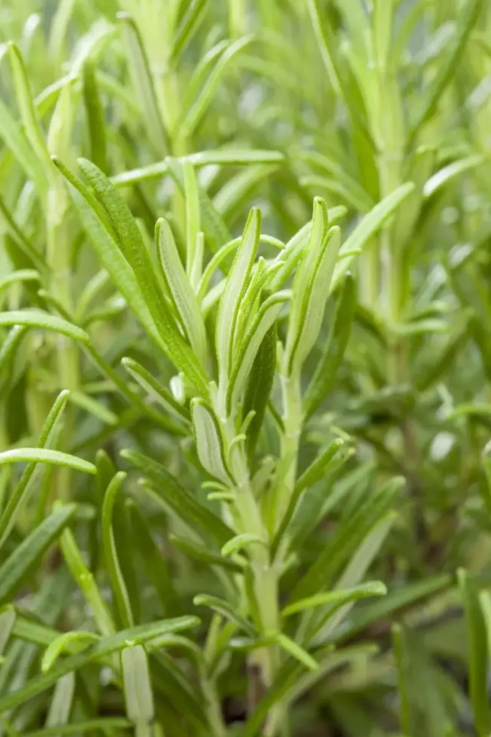 Rosmarinus officinalis (Rozemarijn)