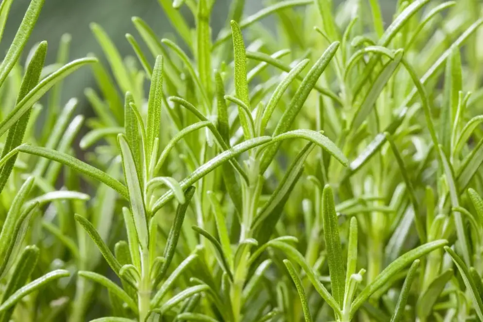 Rosmarinus officinalis (Rozemarijn)