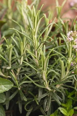 Rosmarinus officinalis (Rozemarijn)